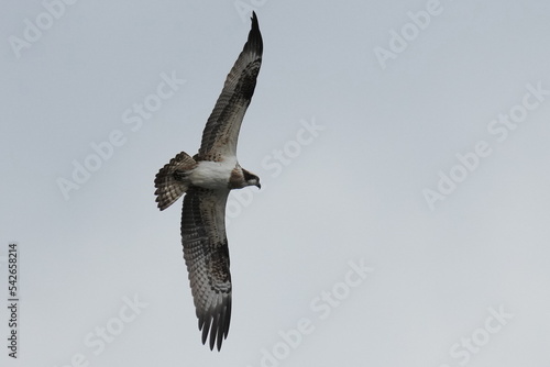 osprey in hunting a fish