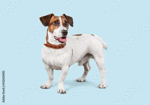Cute domestic dog pet posing