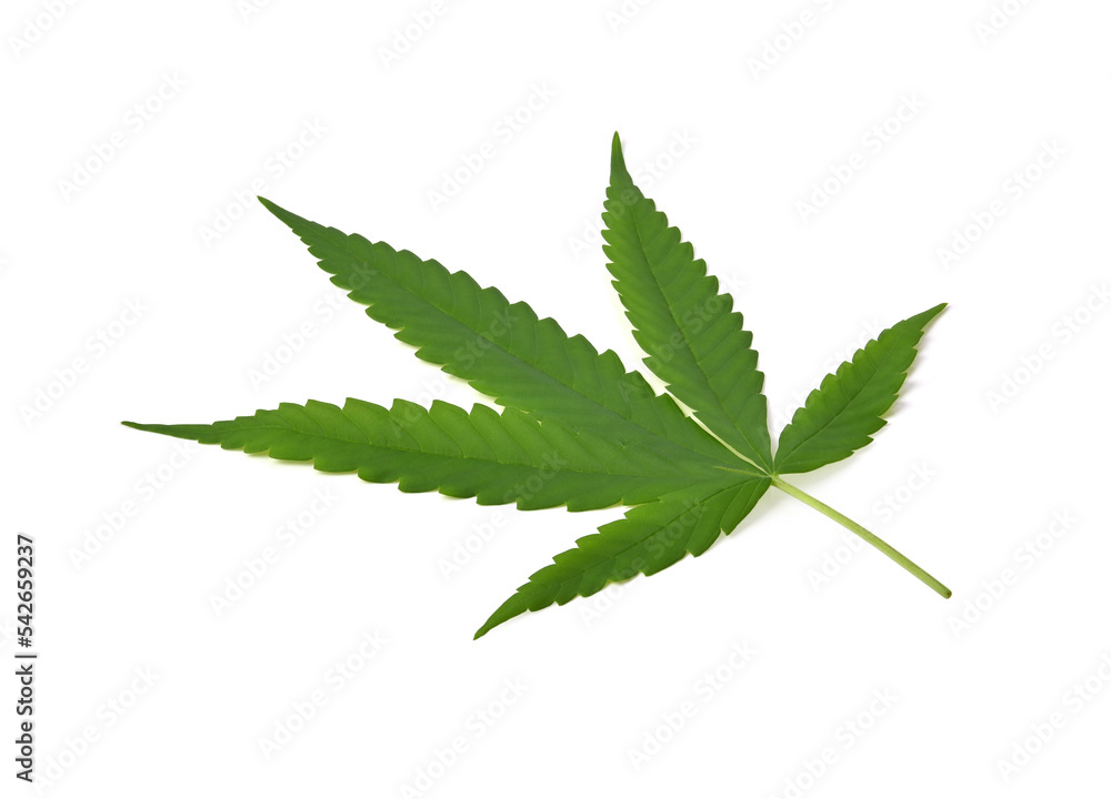 Green marijuana or cannabis sativa leaf on white background. Green marijuana or cannabis sativa leaf on white background.