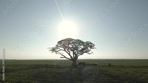 Beautiful Cinematic Aerial Drone Shot Tracking out From Lone Tree and Tractor on a Green Farm Meadow  photo