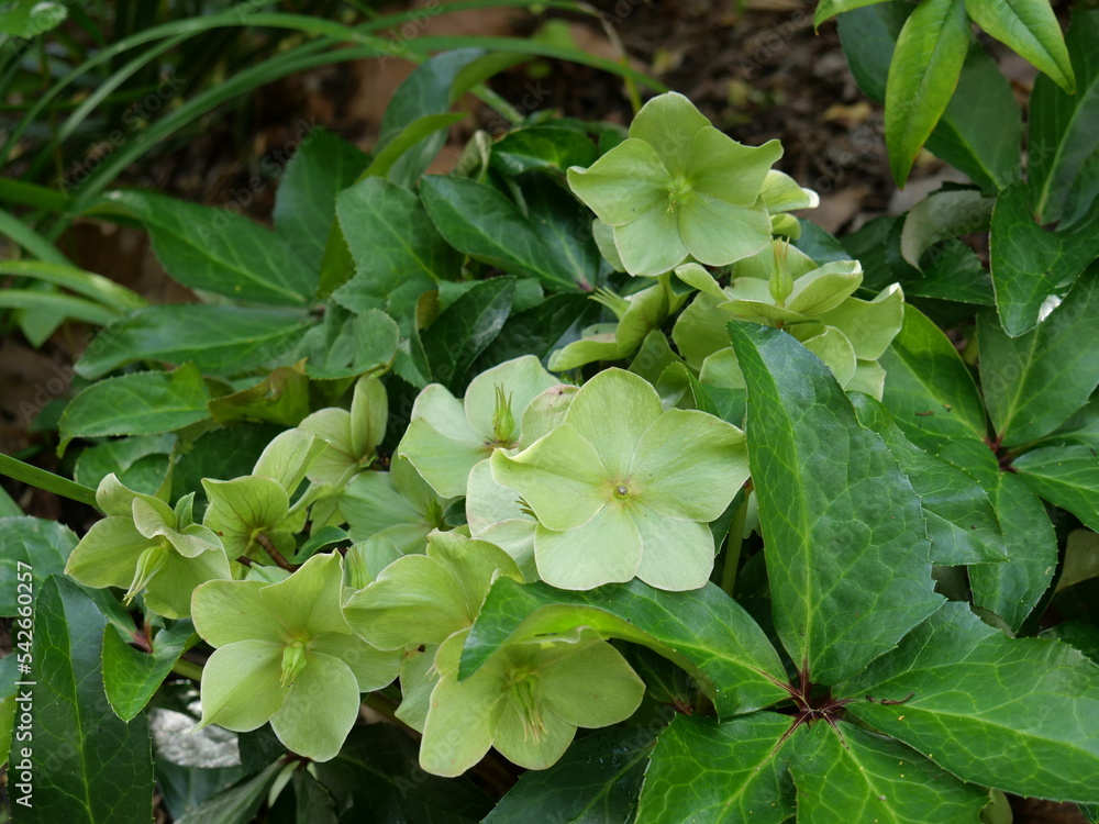 Obraz premium Hellebores argutifolius , Corsican Hellebore is an unmistakable plant. Its stout stems, deep green, leathery leaves and large heads of apple green flowers.