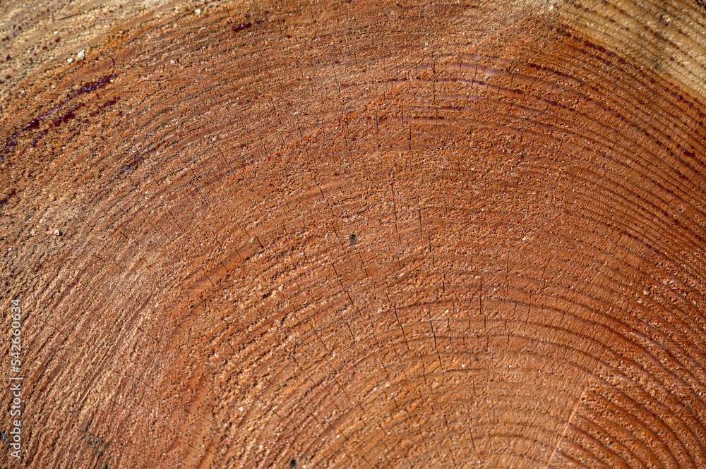 Naklejka premium Larix decidua, the European Larch. Wood cross section.
