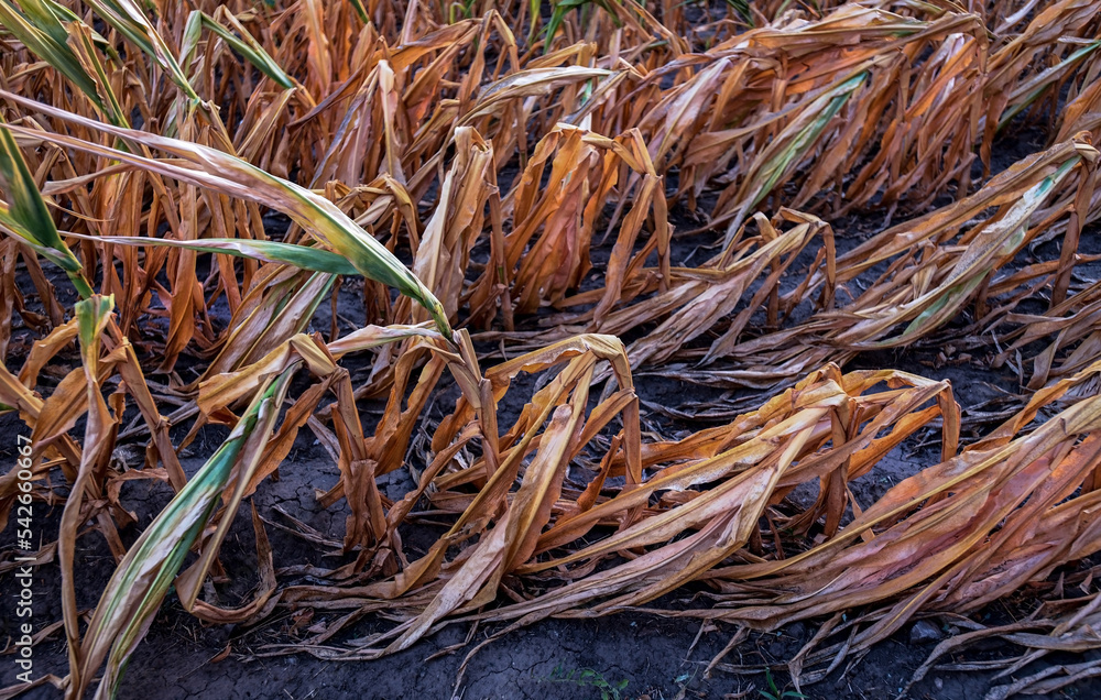 Corn field at the time of drought Corn field at the time of drought