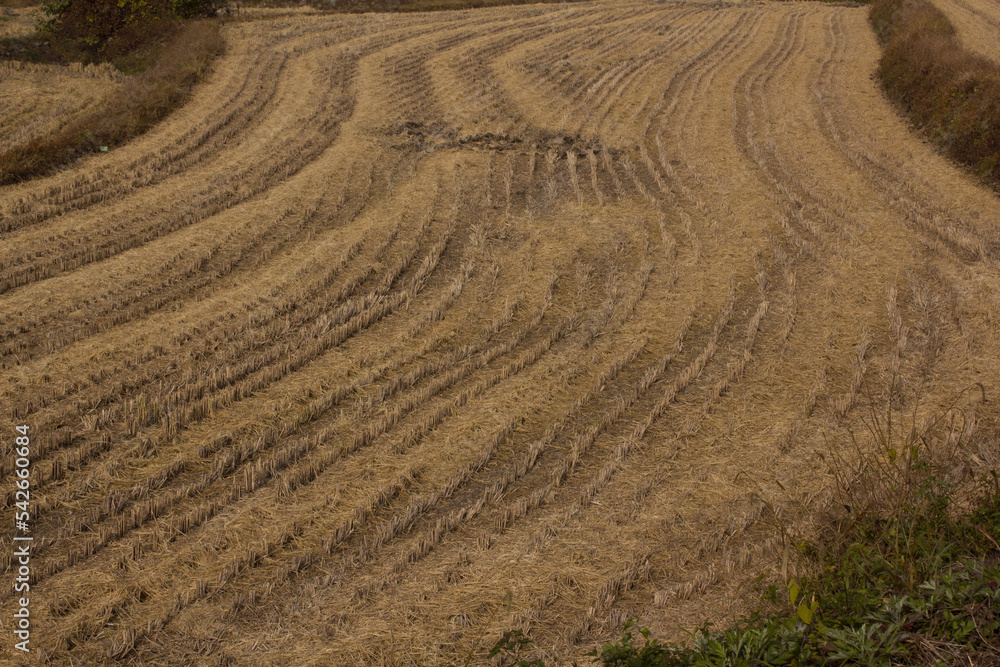 Naklejka premium It is a paddy field after harvest.