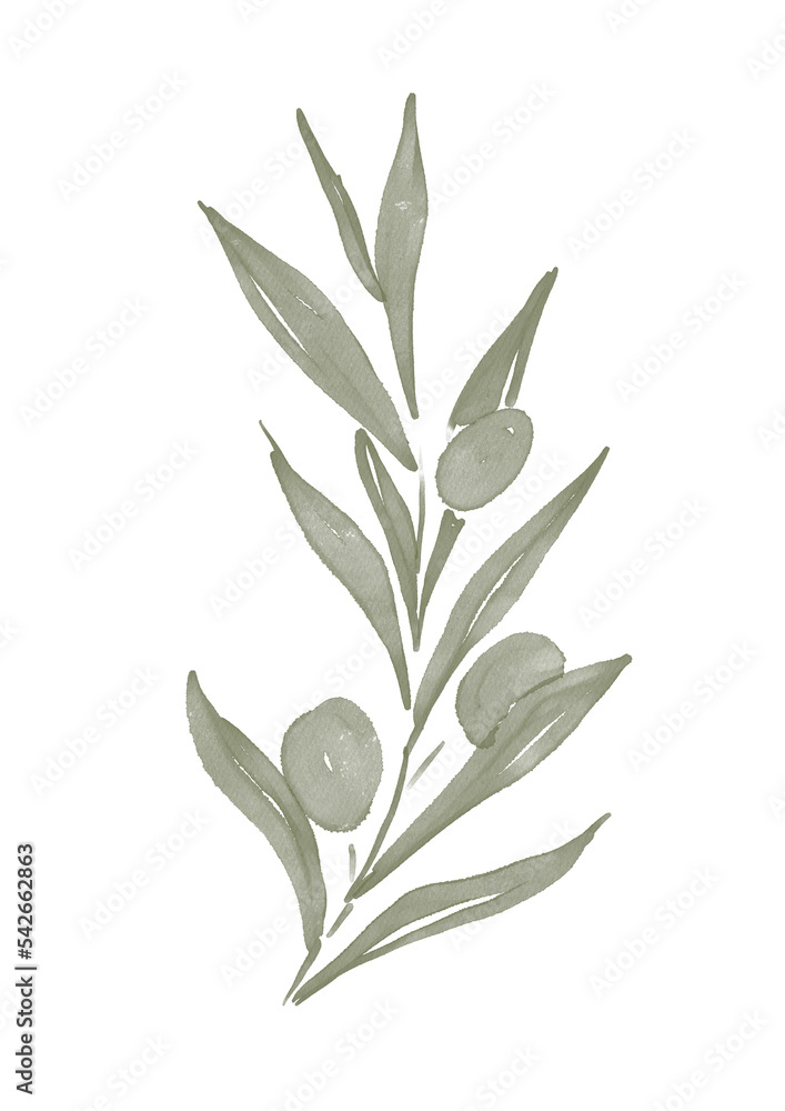 Watercolor illustration of olive tree branch Watercolor illustration of olive tree branch