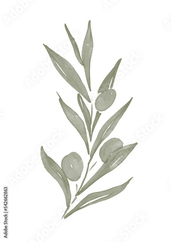 Watercolor illustration of olive tree branch