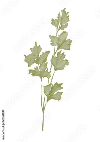 Watercolor illustration of parsley branch