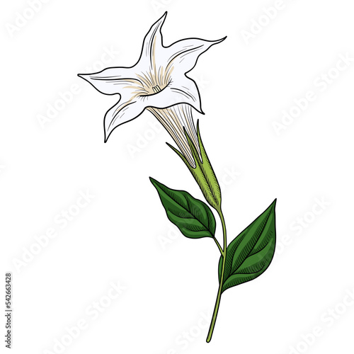vector drawing plant of Devil's trumpet , Datura metel, herb of traditional chinese medicine, hand drawn illustration