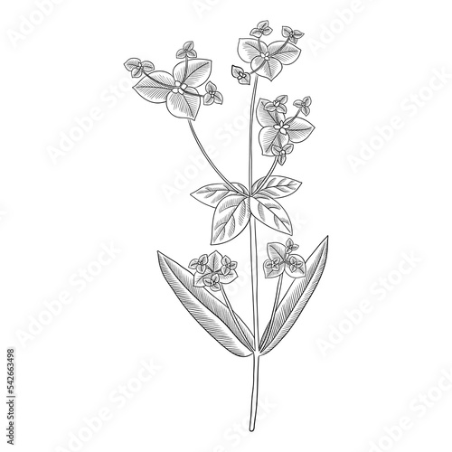vector drawing plant of Peking spurge, Euphorbia pekinensis, herb of traditional chinese medicine, hand drawn illustration
