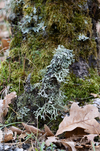 Common blue lichen. blue lichen on a oak branch in the forest.