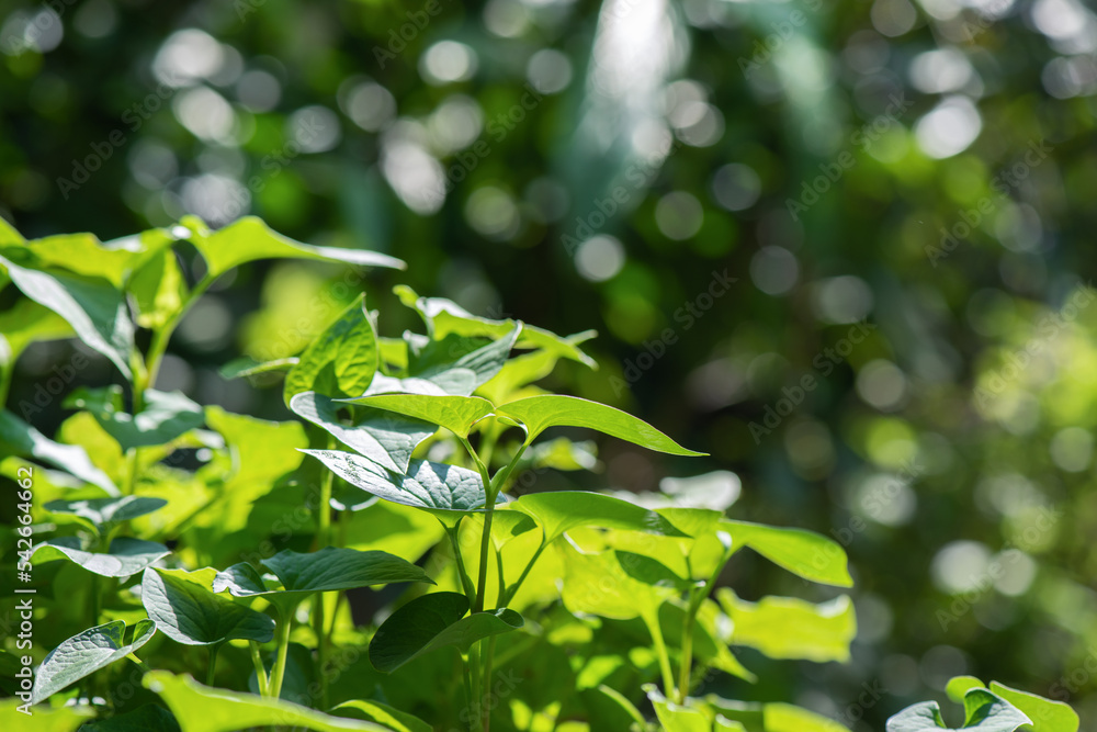 Obraz premium Houttuynia cordata leaves on nature background.