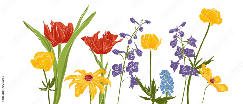 garden flowers, vector drawing flowering plants at white background, hand drawn botanical illustration