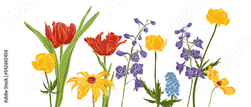 Fotografia garden flowers, vector drawing flowering plants at white background, hand drawn