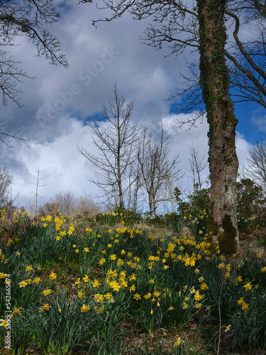 A carpet of spring daffodils fills the woodland near Skipness. Tarbert, Argyll and Bute. Scotland © Fencewood studio