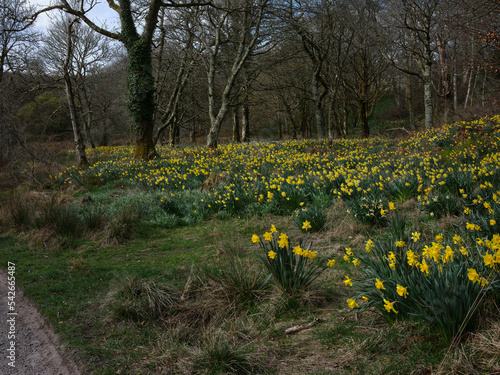 A carpet of spring daffodils fills the woodland near Skipness. Tarbert, Argyll and Bute. Scotland © Fencewood studio