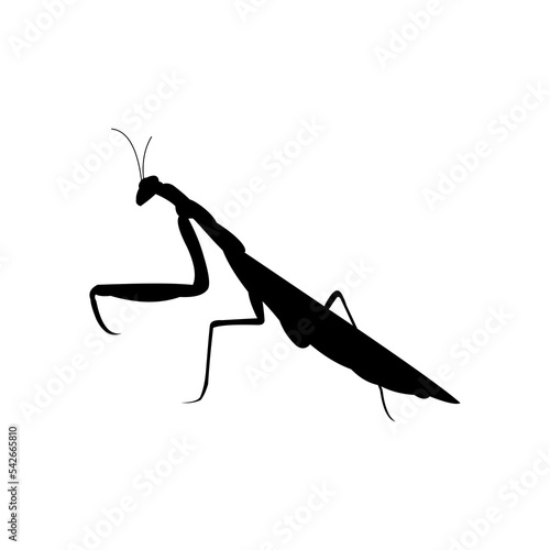 praying mantis isolated on white
