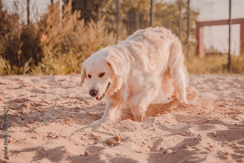 The white dog laughs and romp in the sand.Golden Retriever is playing on the beach