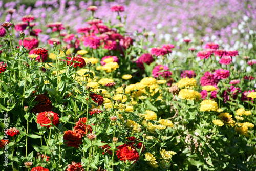 ヒャクニチソウの花畑