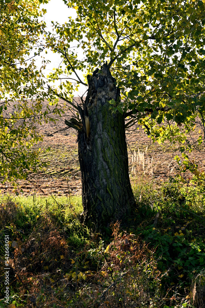 Fototapeta premium stump in the autumn field