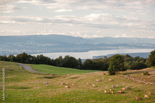 Bovine capture - Haute-Savoie, France