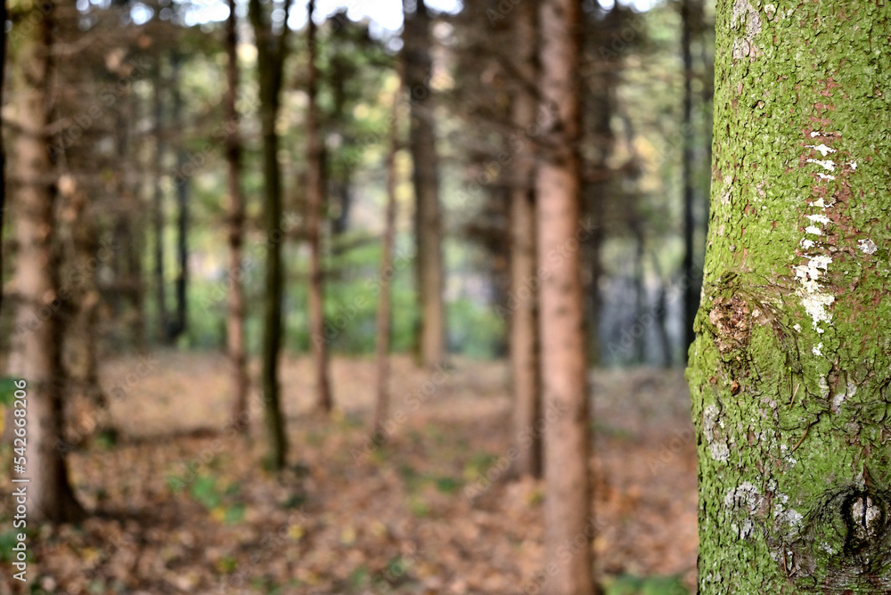 forest in autumn 