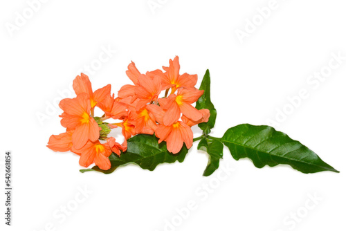 Orange Firecracker flower ( Crossandra infundibuliformis ) isolated on white background