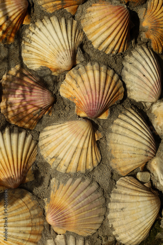 Shells on the wall 