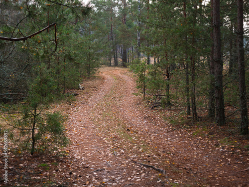 Fototapeta Naklejka Na Ścianę i Meble -  forest country road in the shade of large trees