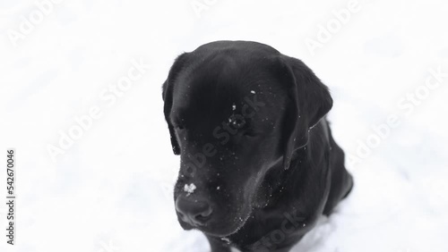Cute young black Labrador retriever is posing in the snowed yard. Winter concept