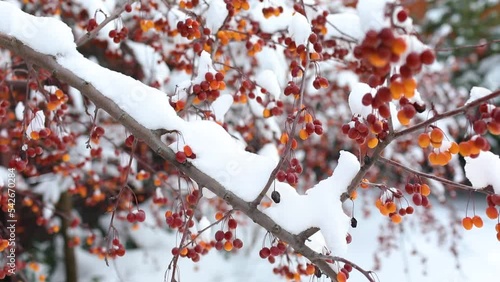 Yellow and orange tree little apples under the snow. Winter climate concept. Nobody