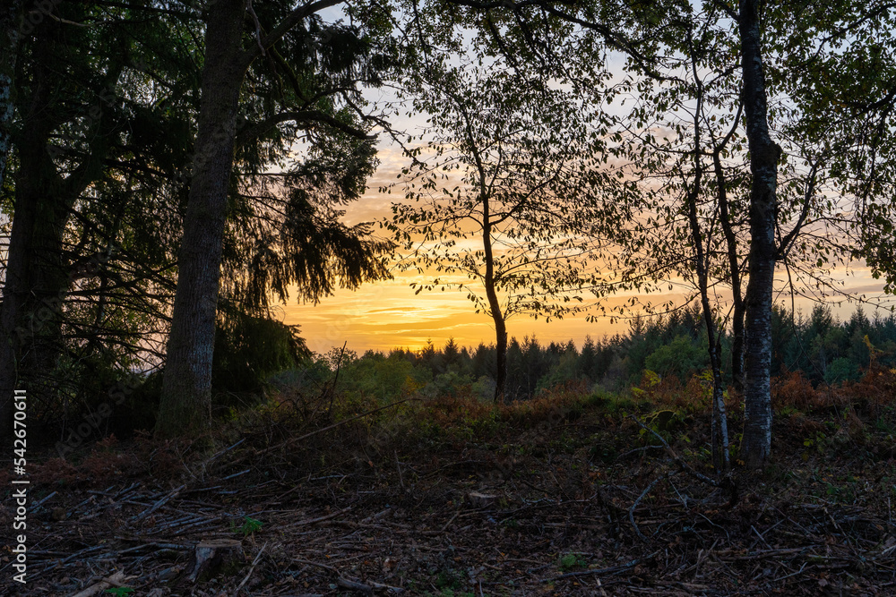 sunset in the forest sunset in the forest