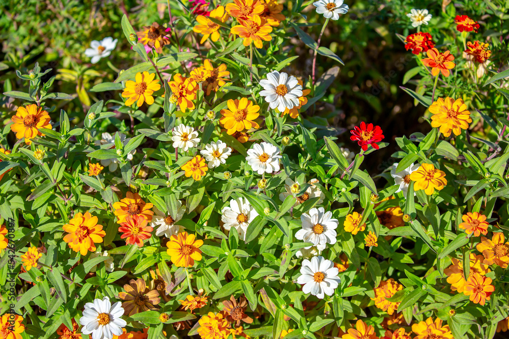 Multicolored flowers close-up. Bouquet of colorful flowers. City flower beds, a beautiful and well-groomed garden with flowering bushes.