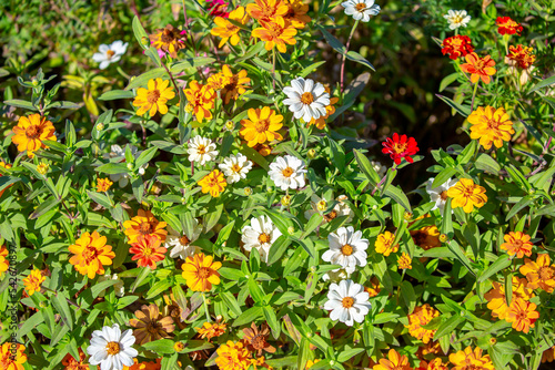 Multicolored flowers close-up. Bouquet of colorful flowers. City flower beds  a beautiful and well-groomed garden with flowering bushes.