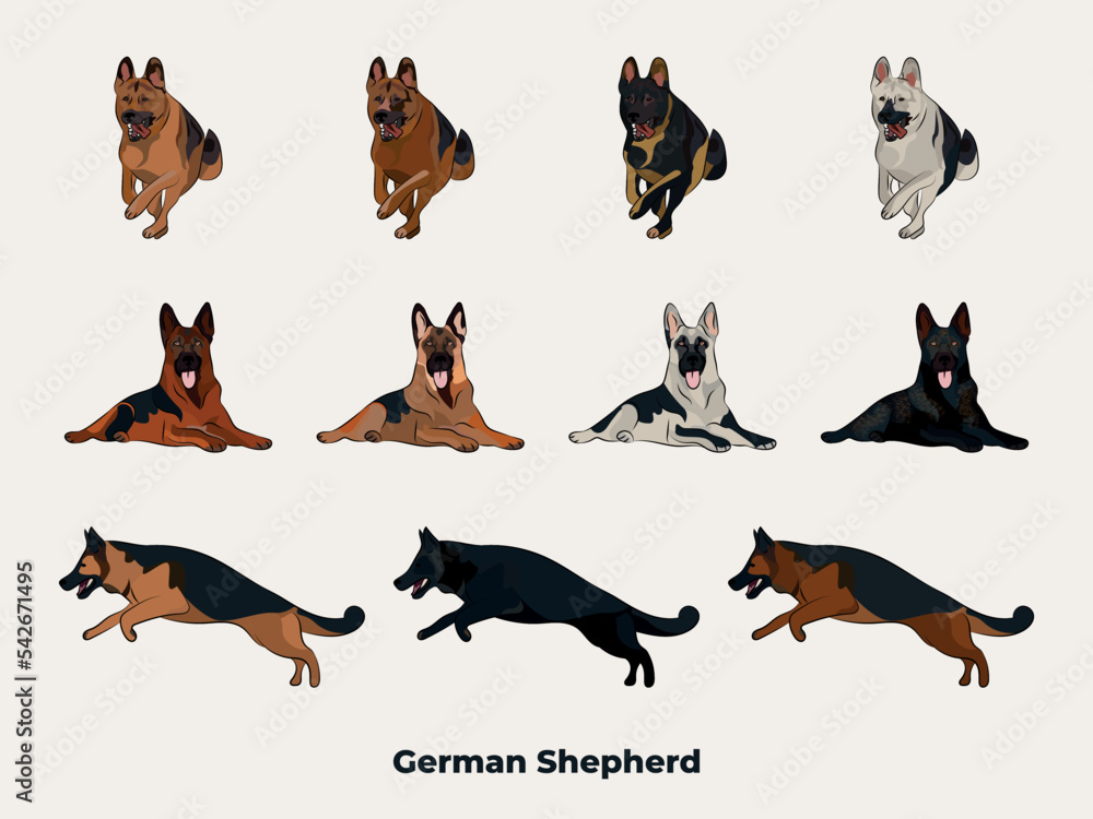 German Shepherd colors. Cute Alsatian dogs characters in various poses, design for print, adorable and cute cartoon vector set, in different poses. All popular colors. Dog Drawing collection set.