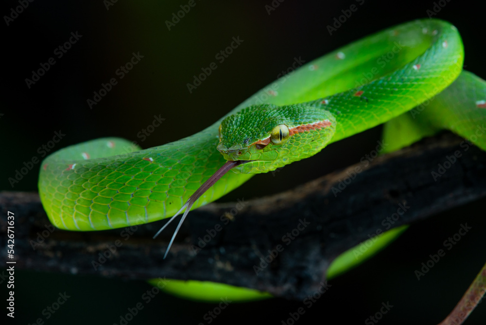 a male wagler's temple pit viper snake Tropidolaemus wagleri slithering on a branch with black background a male wagler's temple pit viper snake Tropidolaemus wagleri slithering on a branch with black background