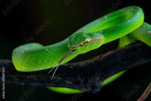 a male wagler's temple pit viper snake Tropidolaemus wagleri slithering on a branch with black background