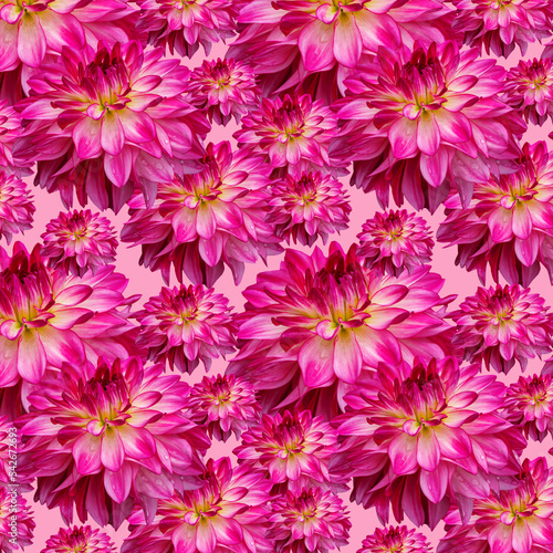 Patern dahlia flowers of different sizes on a pink background.