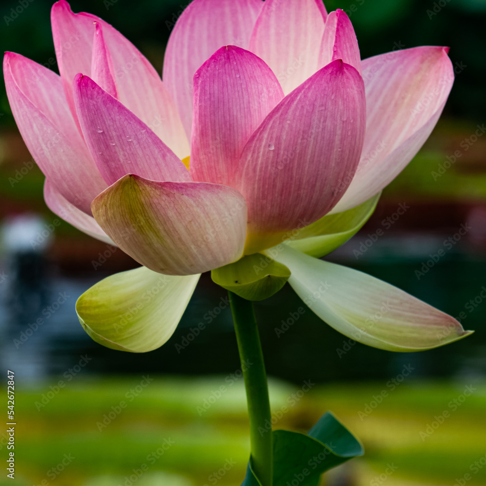 pink lotus flower