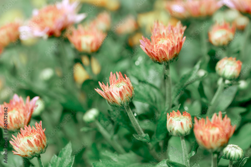 beautiful red chrysanthemum blossom in selective focus