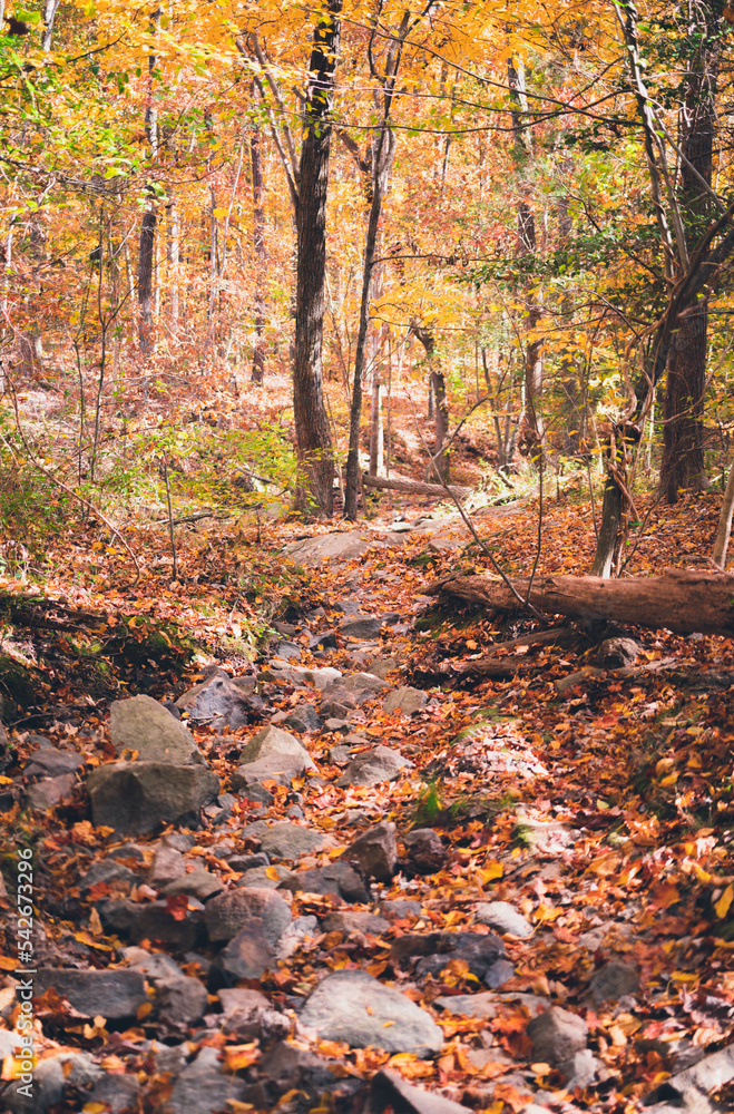 Fototapeta premium Fall