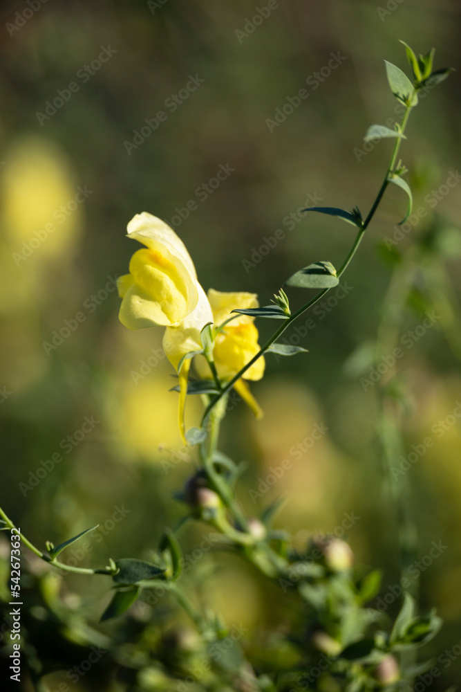 Close up of blossom yellow wildflowers, relaxing nature view in warm colors Close up of blossom yellow wildflowers, relaxing nature view in warm colors