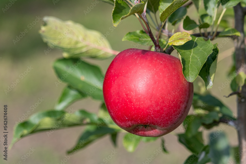 Red apple growing on a tree. Organic apples. Red apple growing on a tree. Organic apples.
