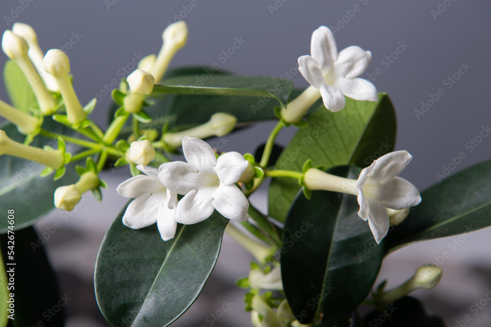 Obraz premium Stephanotis or Madagascar jasmine blooming with withe odorous flowers