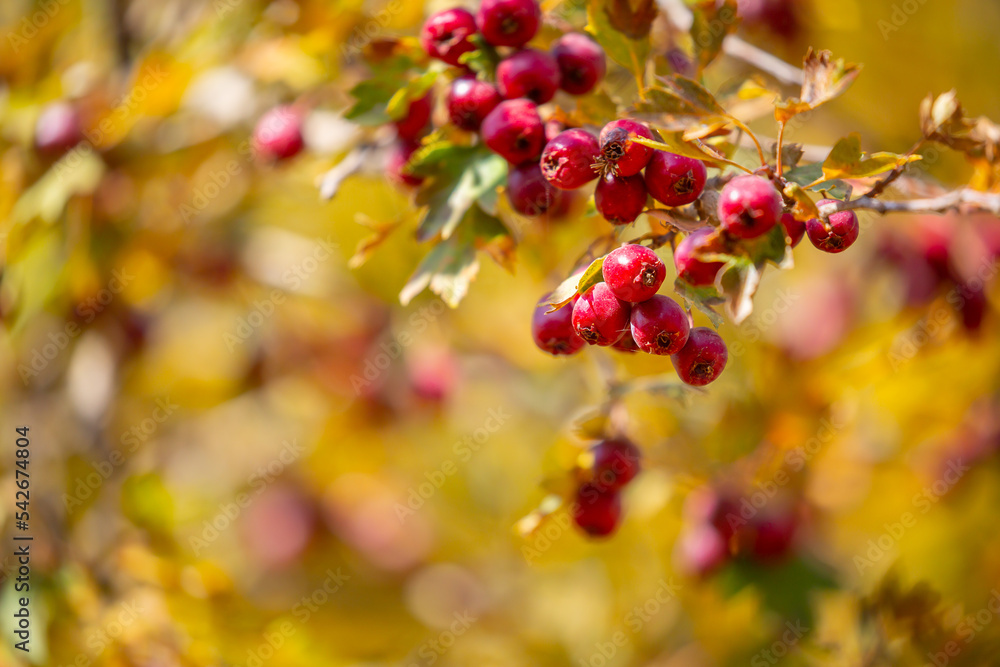 Red fruits of hawthorn on a tree, close-up. Crataegus berries, commonly called forest hawthorn.