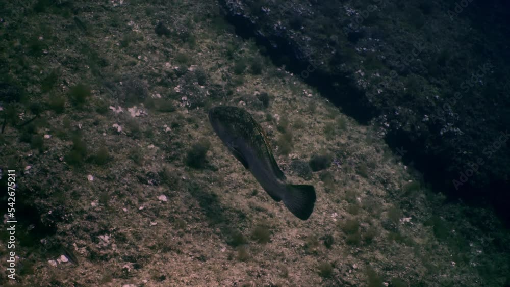 Grouper fish swimming between rocks in the mediterranean sea. Stock