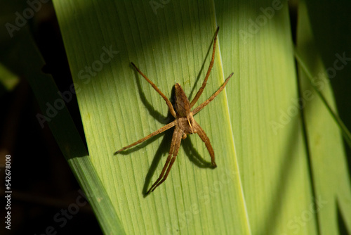 Fotografie, Tablou Spider