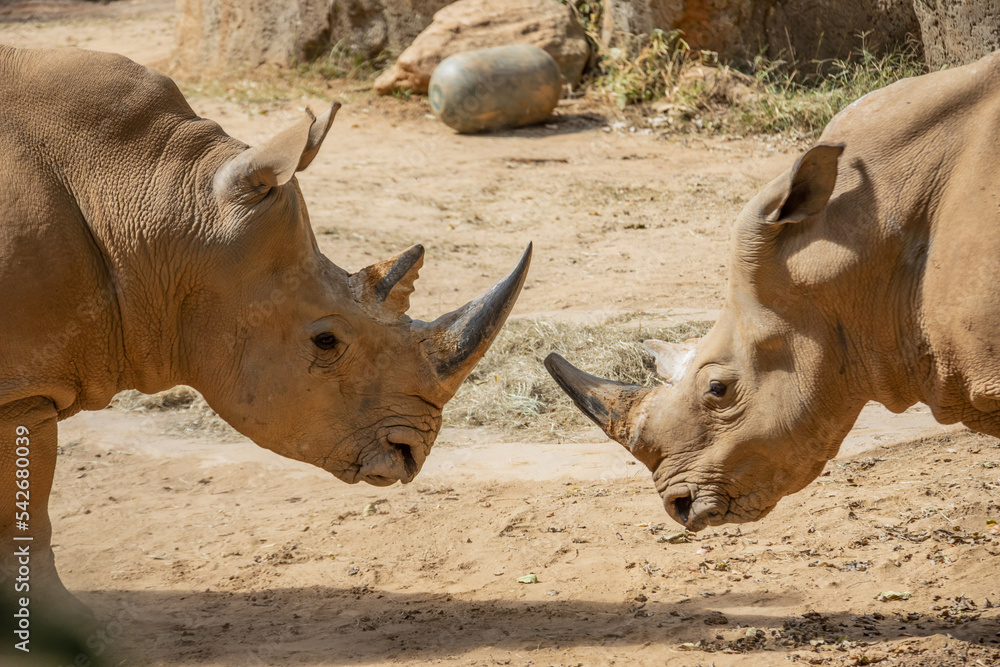 Two white rhinoceros (Ceratotherium simum) are flighting, which is the largest extant species of rhinoceros. It has a wide mouth used for grazing and is the most social of all rhino species. Two white rhinoceros (Ceratotherium simum) are flighting, which is the largest extant species of rhinoceros. It has a wide mouth used for grazing and is the most social of all rhino species.