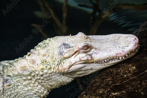 the closeup image of albino American alligator (Alligator mississippiensis), is a large crocodilian reptile native to the Southeastern United States, with a small population in Mexico. photo