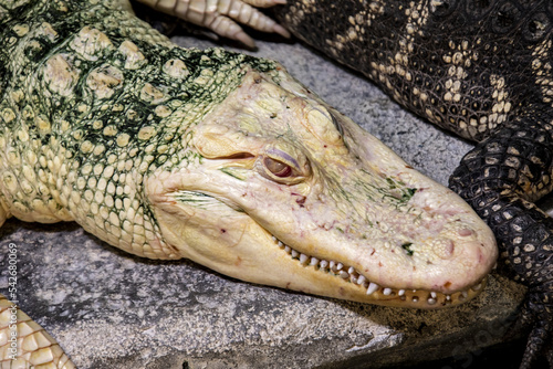 the closeup image of albino American alligator  Alligator mississippiensis   is a large crocodilian reptile native to the Southeastern United States  with a small population in Mexico.