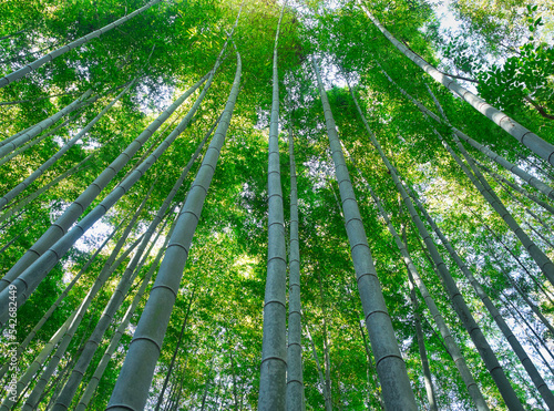 Bamboo forest for ecology and environment concept image